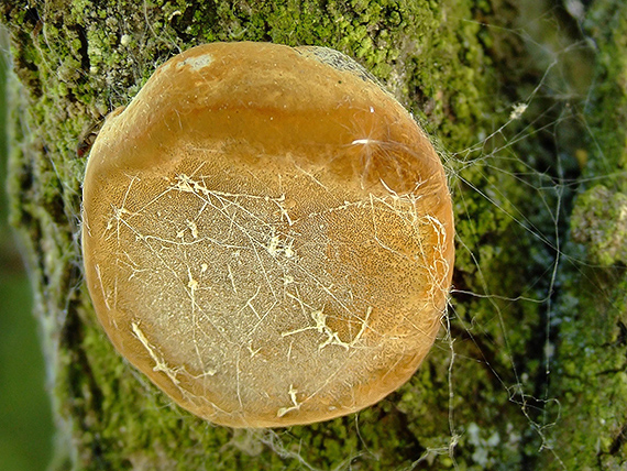 ohňovec slivkový Phellinus pomaceus (Pers.) Maire