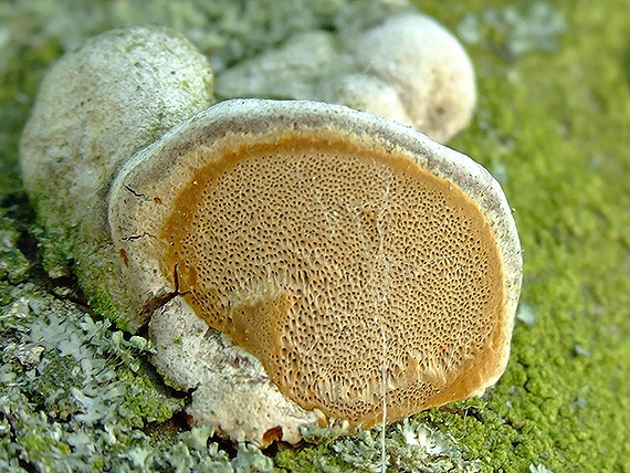 ohňovec slivkový Phellinus pomaceus (Pers.) Maire