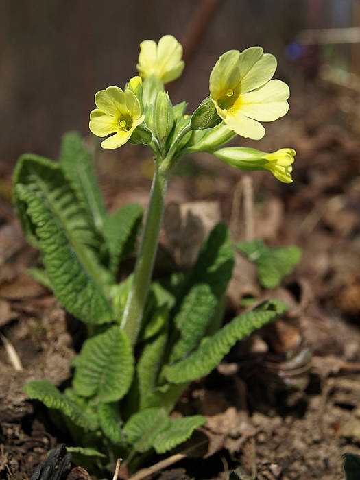 prvosienka vyššia Primula elatior (L.) L.