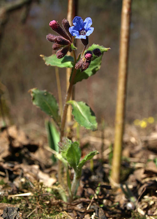 pľúcnik lekársky Pulmonaria officinalis L.