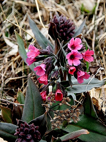 pľucnik  Pulmonaria sp.