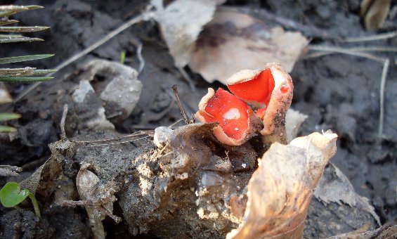 ohnivec Sarcoscypha sp.