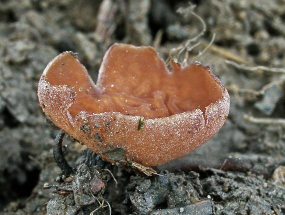 hľuznatka  Sclerotinia sp