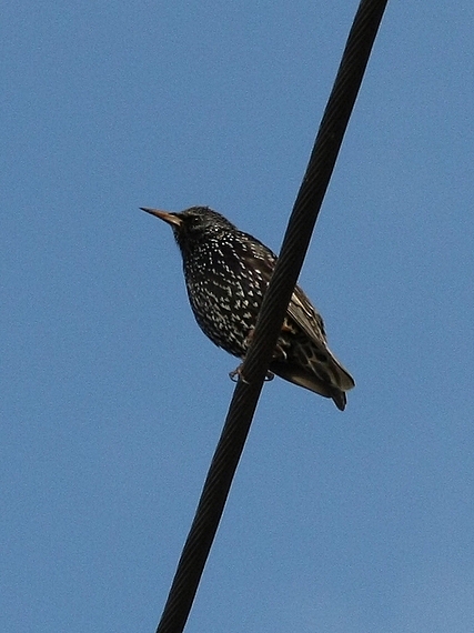 škorec Sturnus vulgaris