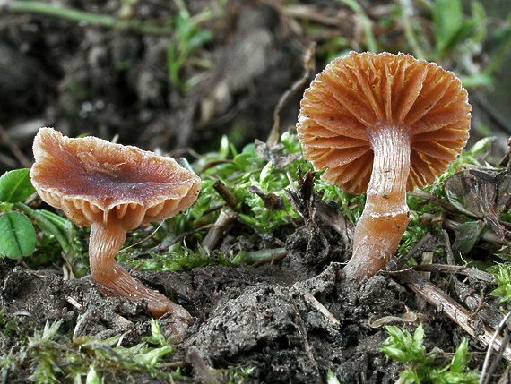 smeťovka Tubaria sp.