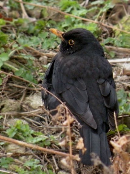 drozd čierny Turdus merula