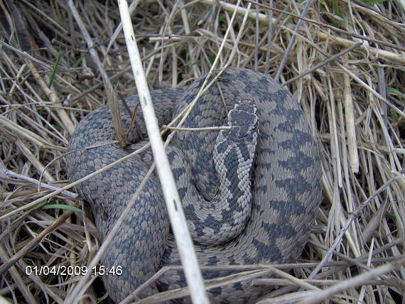 vretenica severná Vipera berus