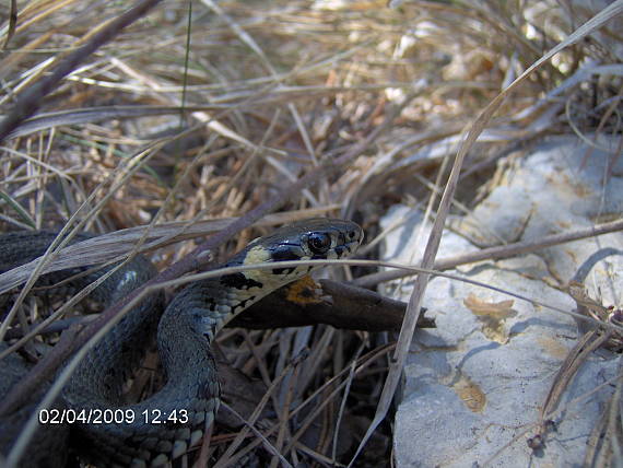 užovka obojková natrix natrix