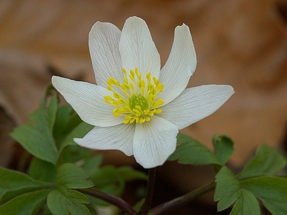 veternica hájna Anemone nemorosa L.