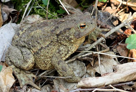 ropucha obyčajná Bufo bufo