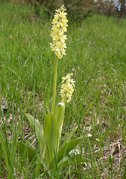 vstavač bledý Orchis pallens L.