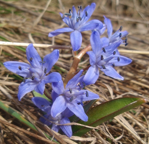 scila dvojlistá Scilla bifolia agg. L.