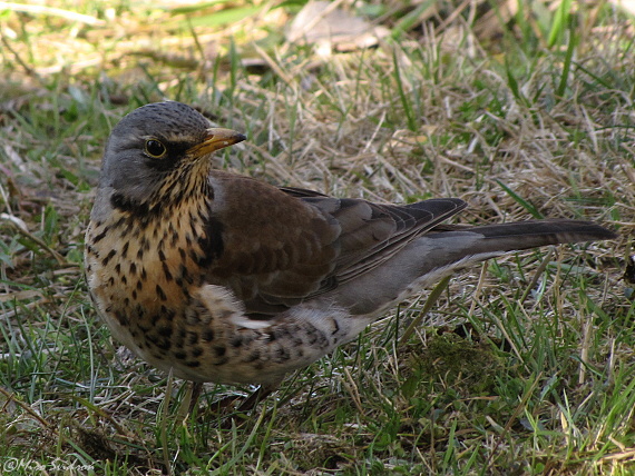 drozd čvíkotavý Turdus pilaris