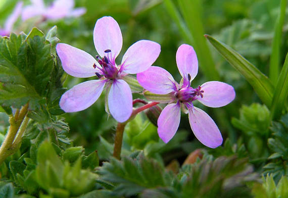 bociannik rozpukovitý Erodium cicutarium (L.) L