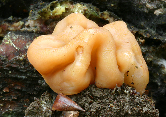 ušiak obrovský Gyromitra gigas (Krombh.) Cooke