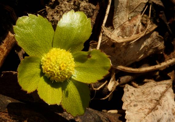 hviezdnatec čemericový Hacquetia epipactis (Scop.) DC.