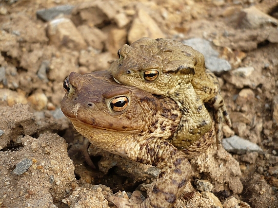 ropucha bradavičnatá  Bufo bufo