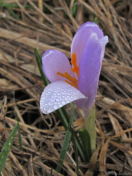 šafran spišský Crocus discolor G. Reuss