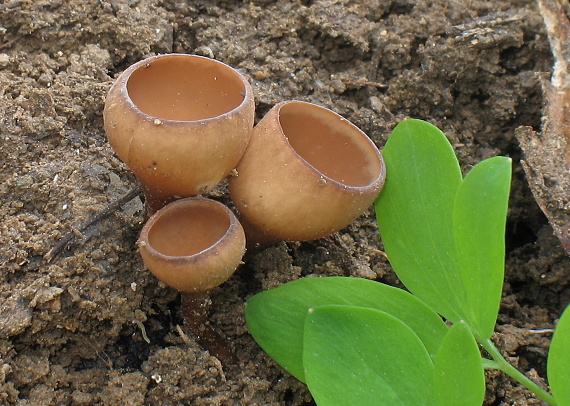 hľuznatka veternicová Dumontinia tuberosa (Bull.) L.M. Kohn