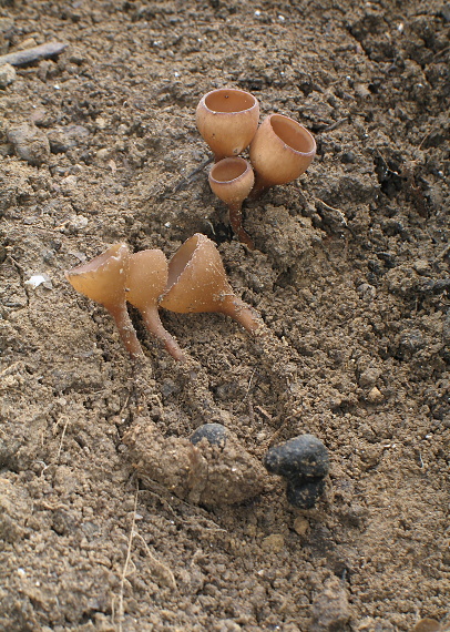 hľuznatka veternicová Dumontinia tuberosa (Bull.) L.M. Kohn