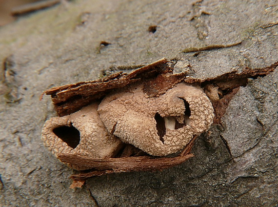 dutinovka otrubnatá Encoelia furfuracea (Roth) P. Karst.