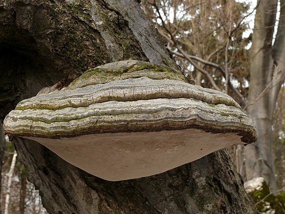 práchnovec kopytovitý Fomes fomentarius (L.) J.J. Kickx