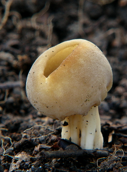 chriapač kalíškovitý Helvella acetabulum (L.) Quél.