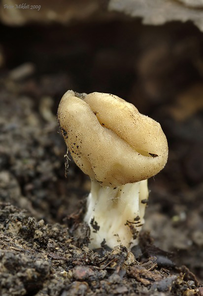 chriapač kalíškovitý Helvella acetabulum (L.) Quél.