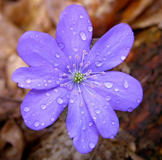 pečeňovník trojlaločný- jaterník podléška Hepatica nobilis Schreb.