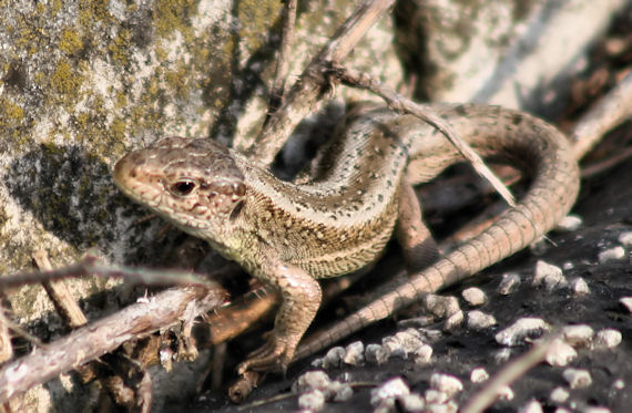 jašterica zelená Lacerta viridis