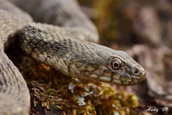 užovka fŕkaná Natrix tessellata