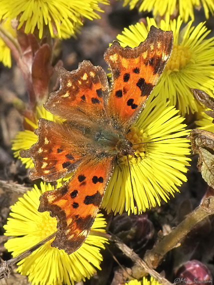 babočka zubatokrídla Polygonia c-album