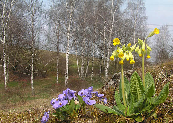 prvosienka jarná - prvosenka jarní Primula veris L.