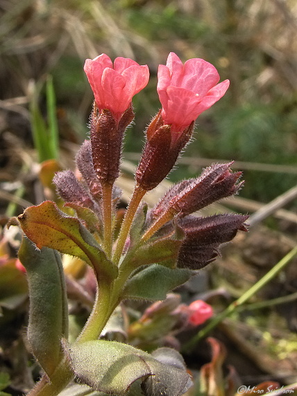 pľúcnik Pulmonaria sp.