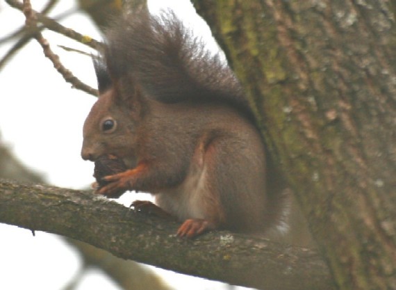 veverica stromová Sciurus vulgaris