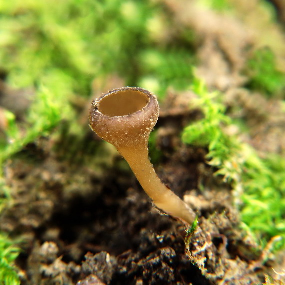 hľuznatka  Sclerotinia ficariae Rehm