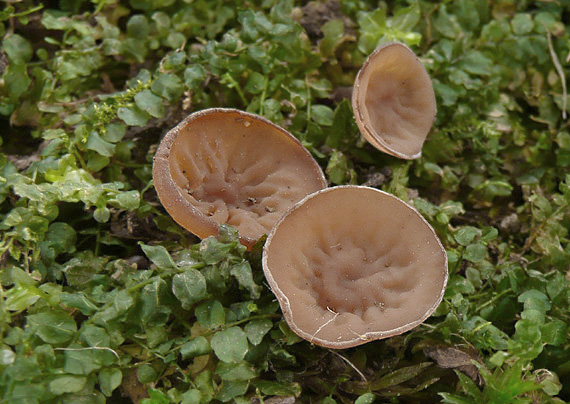 hľuznatka  Sclerotinia ficariae Rehm