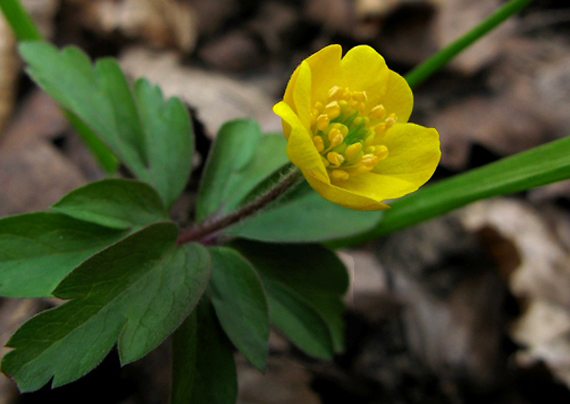 veternica iskerníkovitá Anemone ranunculoides L.