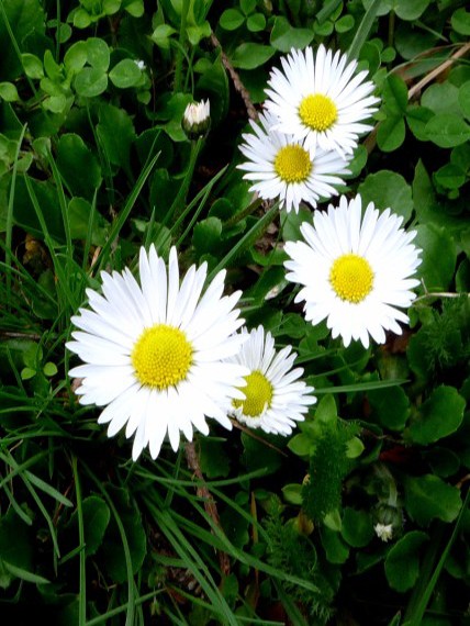 sedmokráska obyčajná Bellis perennis L.