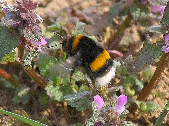 čmeliak zemný Bombus terrestris