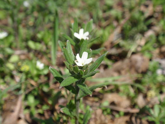 kamienka roľná Buglossoides arvensis