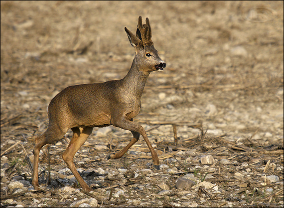 srnec hôrny  Capreolus capreolus