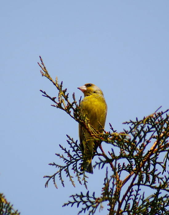 stehlík zelený Cardeulis chloris