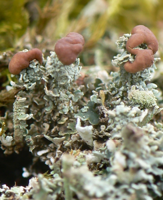 dutohlávka pohárikovitá Cladonia pyxidata  (L.)Fr.