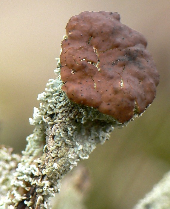 dutohlávka pohárikovitá Cladonia pyxidata (L.)Fr.