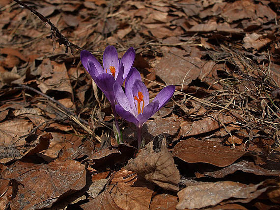 šafran spišský Crocus discolor G. Reuss