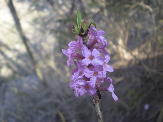 lykovec jedovatý Daphne mezereum L.