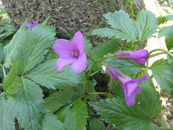 zubačka žliazkatá Dentaria glandulosa Waldst. et Kit. ex Willd.