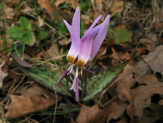 kandik psí Erythronium dens-canis L.