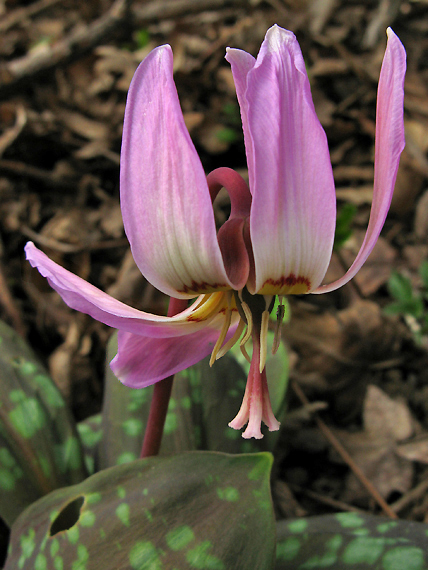 kandik psí Erythronium dens-canis L.